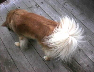 �ӂ��ӂ��K��