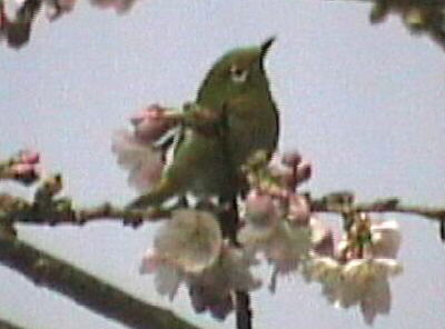 ���ƃ��W��