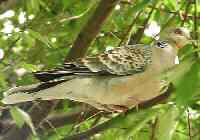 雉鳩