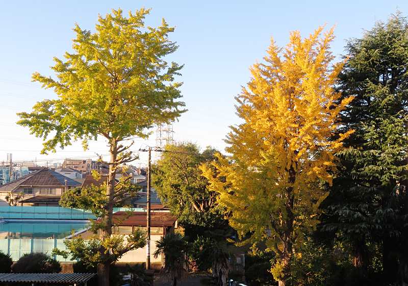 �Ζ��Z�̃C�`���E